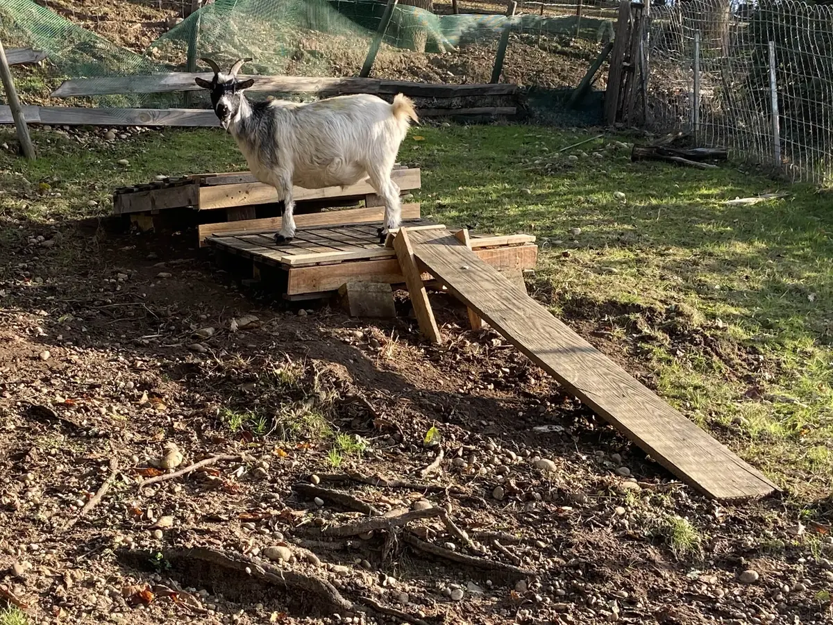 DIY : Plateforme Toboggan pour chèvres
