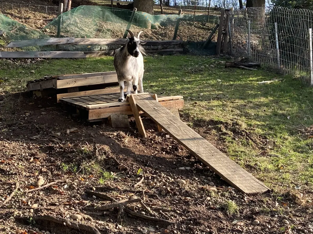 DIY : Plateforme Toboggan pour chèvres