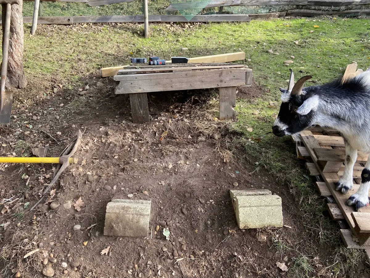 DIY : Plateforme Toboggan pour chèvres