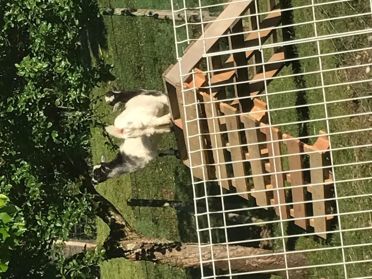 DIY : Plateforme Toboggan pour chèvres
