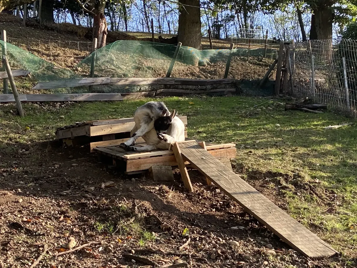 DIY : Plateforme Toboggan pour chèvres