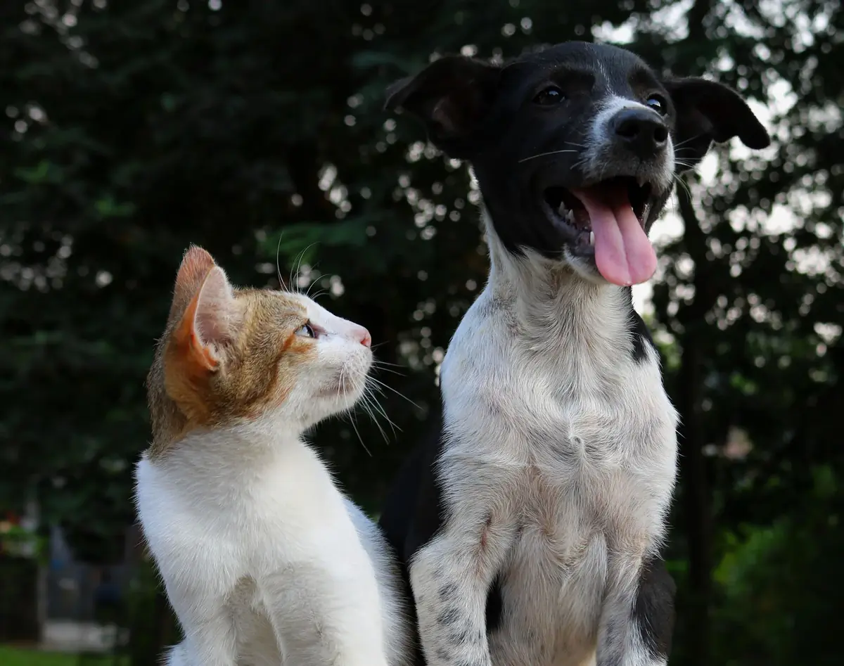 Pourquoi faire stériliser son animal