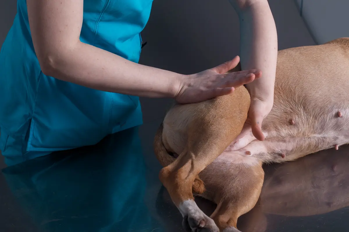 L’ostéopathe animalier