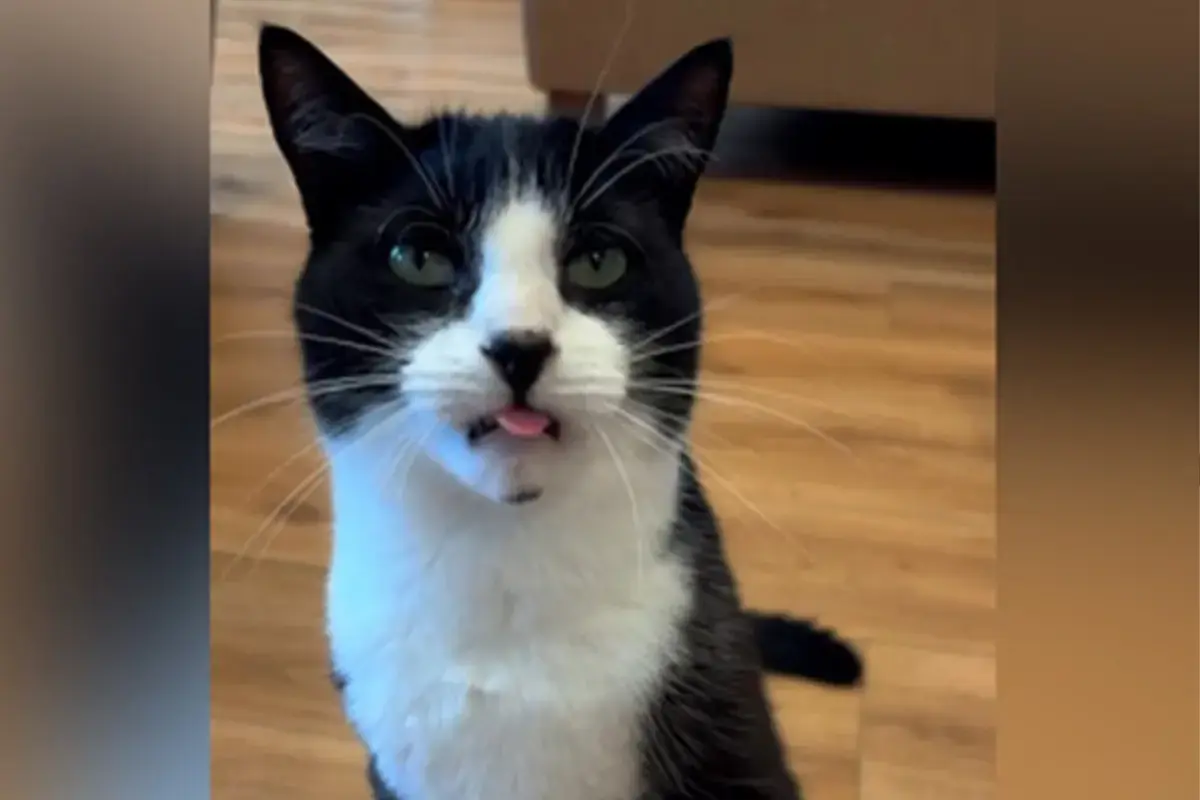 Billy the cat