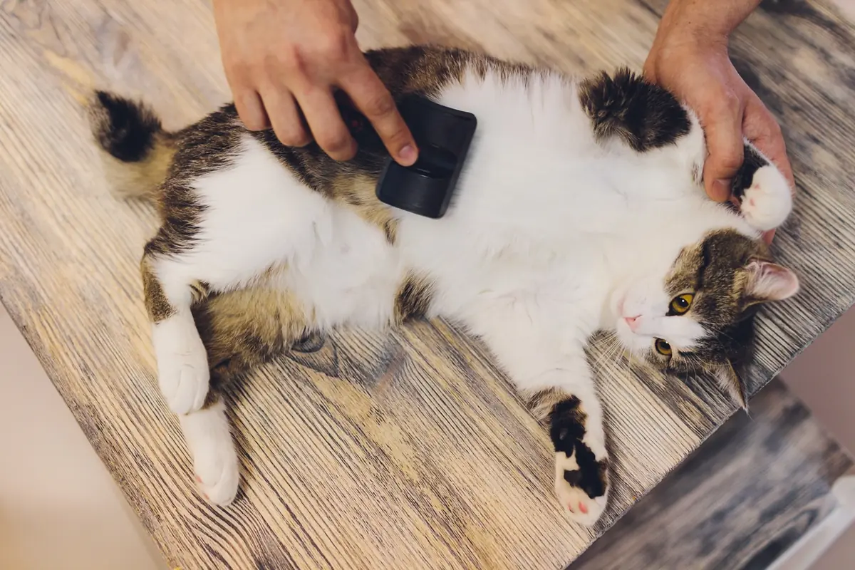 Mon animal a des puces : que faire ?