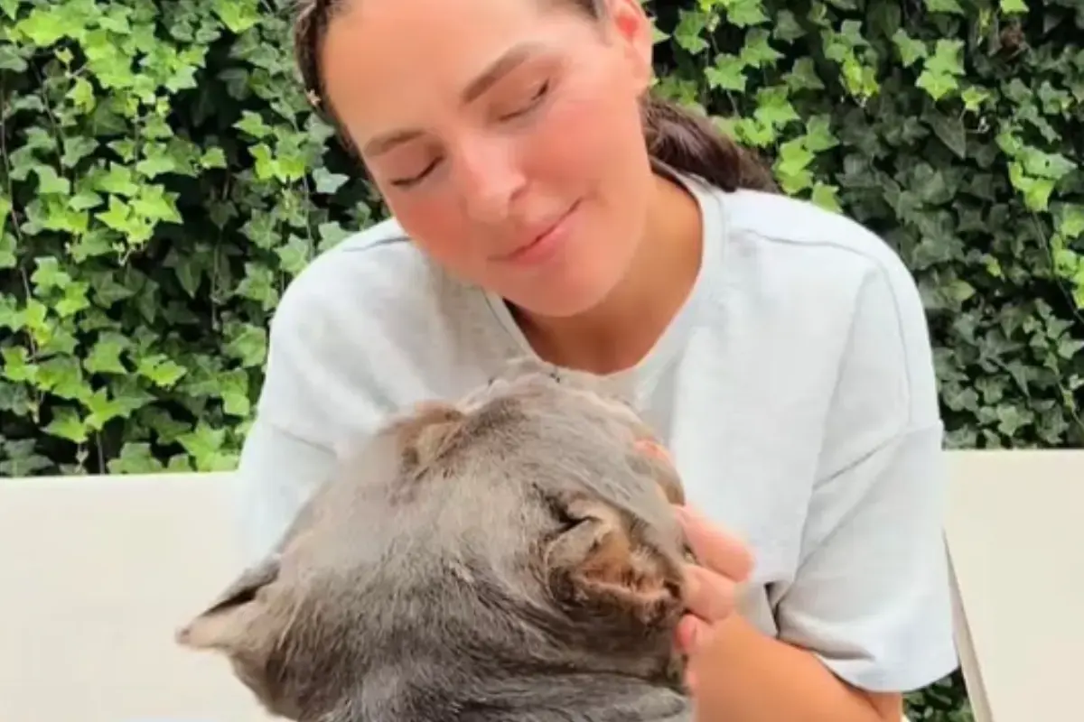 Raffie, star canine des r&eacute;seaux sociaux, s&rsquo;est &eacute;teinte brusquement &agrave; No&euml;l