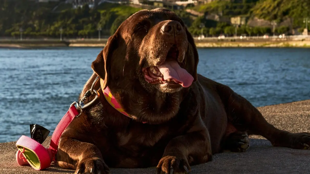 chien labrador chocolat couch&eacute;
