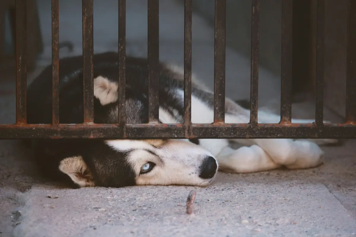 chien Husky paisible dans un box moderne et lumineux de refuge animalier
