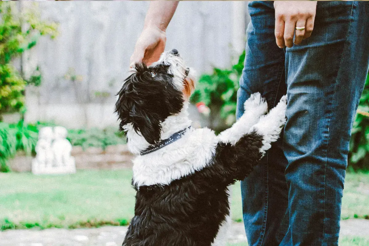 chien qui choisit son adoptant
