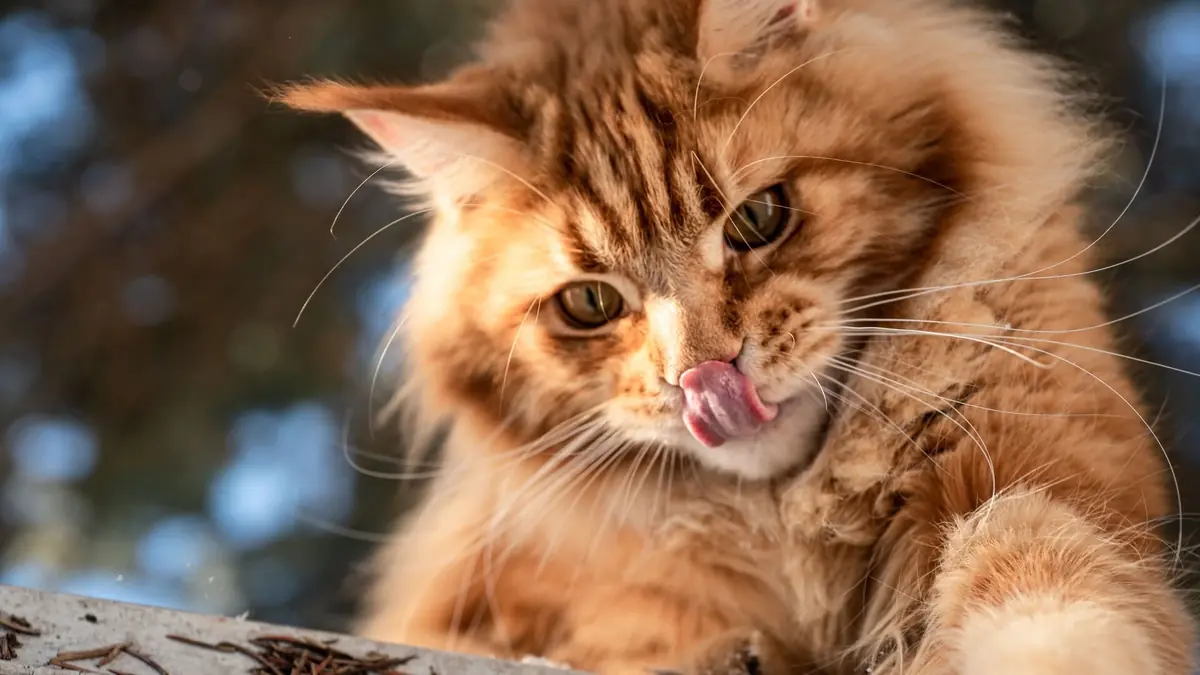 chat maine coon