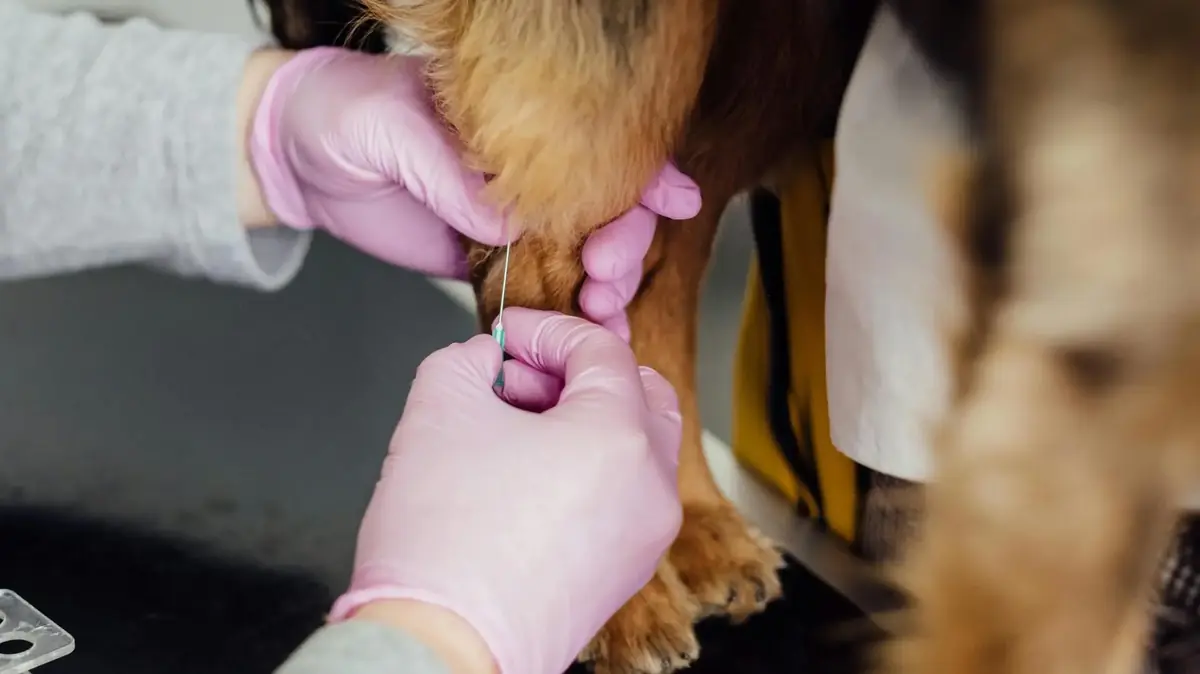 Le don du sang animal