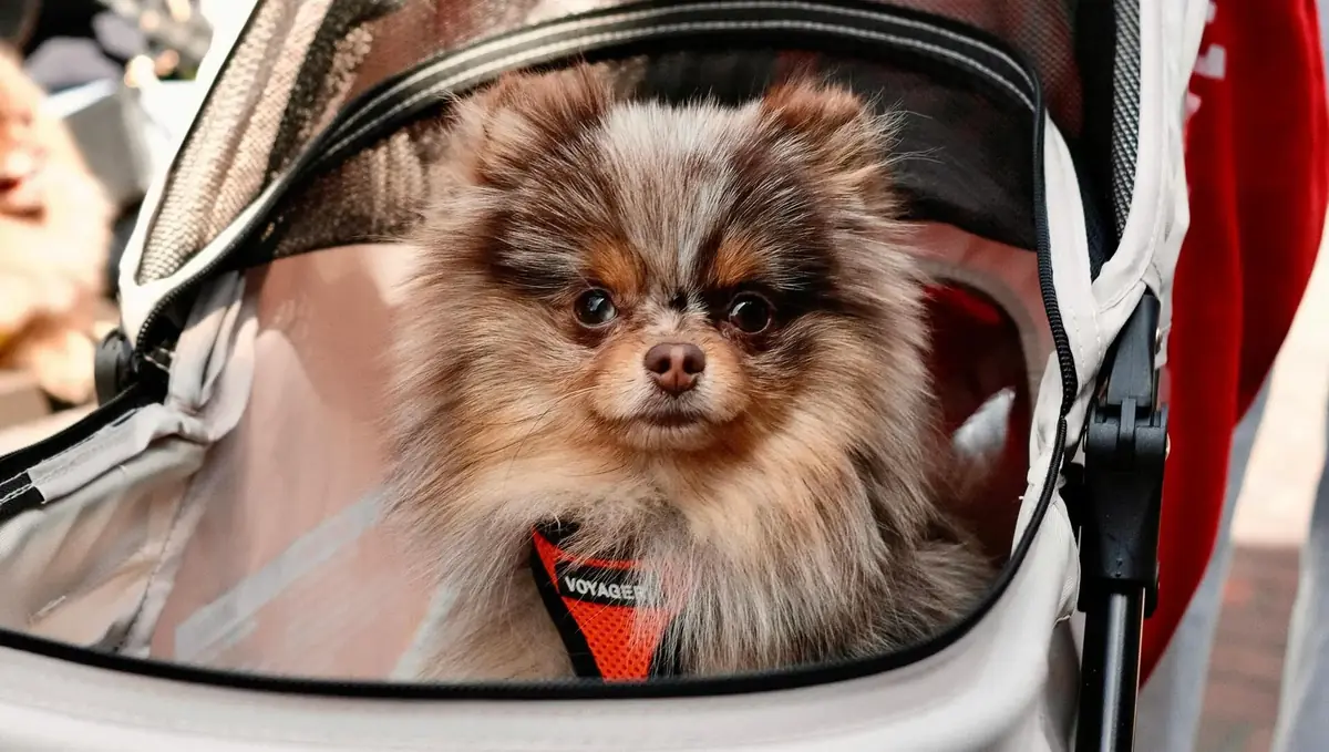 un chien dans une pousette