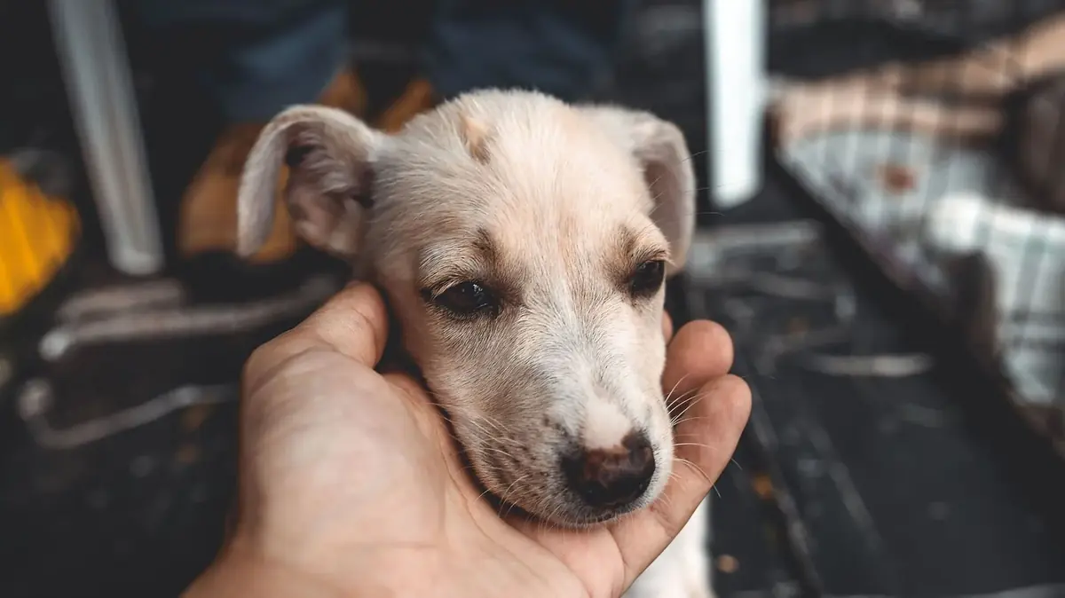 chiot abandonn&eacute; et pris en charge par une association de protection animale
