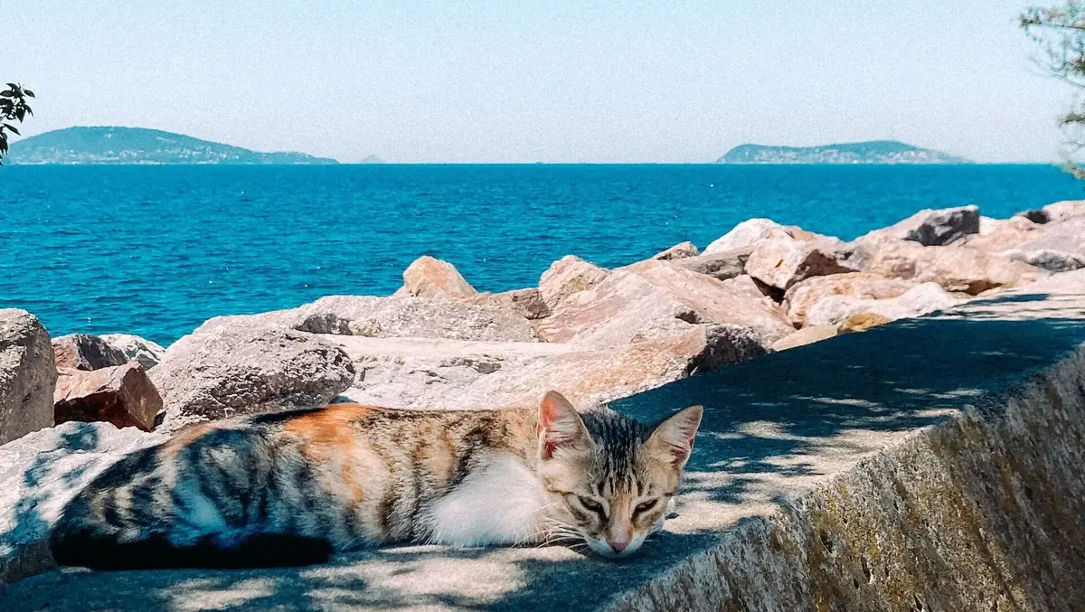 un chat en vacances
