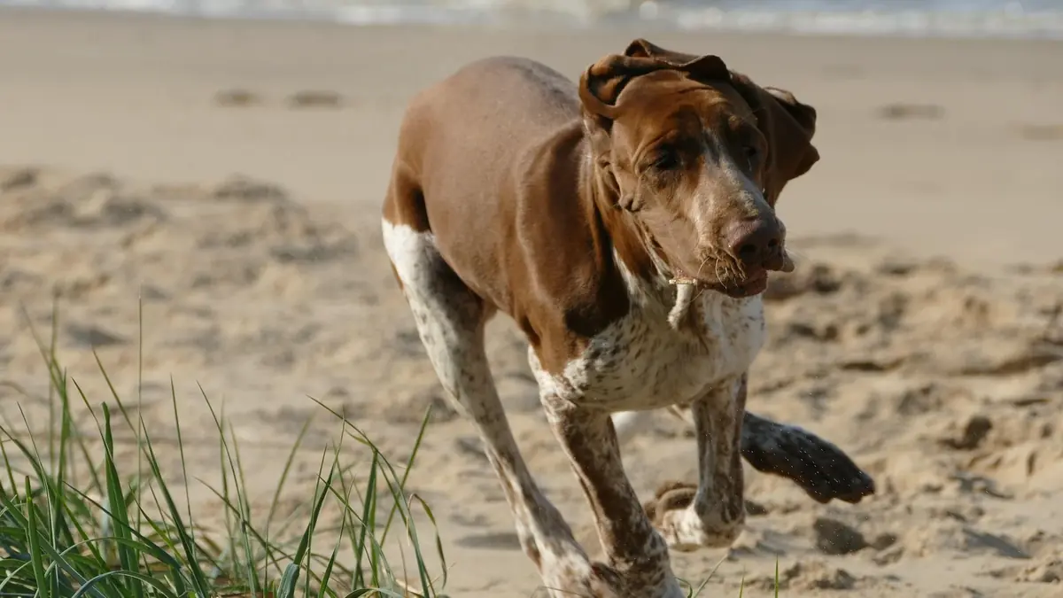 chien qui court sur la plage