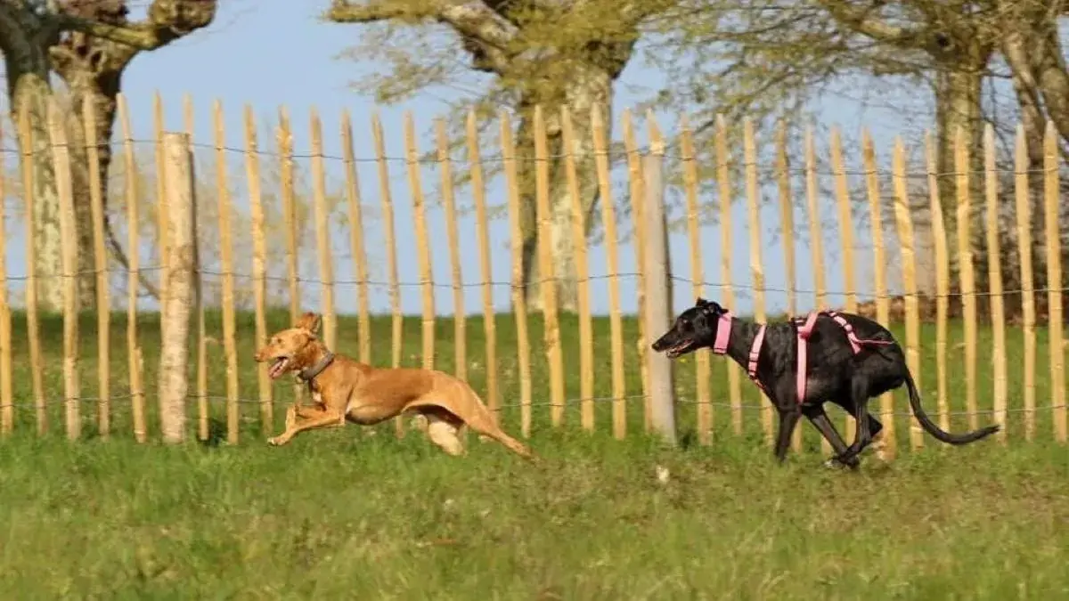 deux chiens qui courent