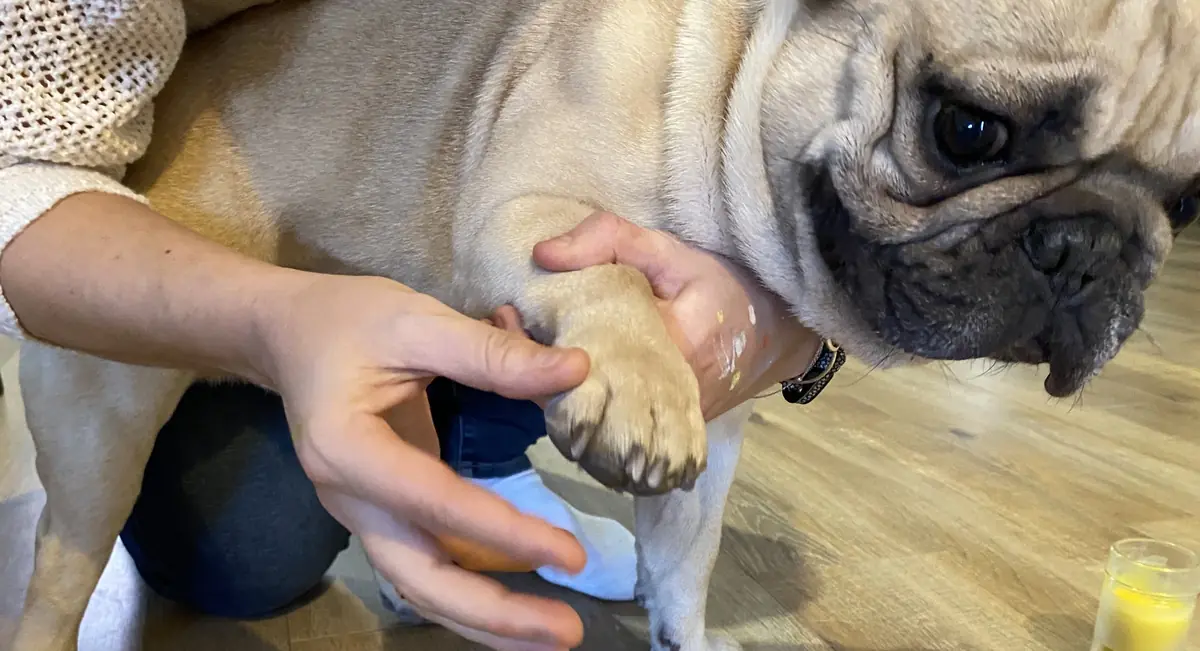 Baume coussinets chien à faire soi-même