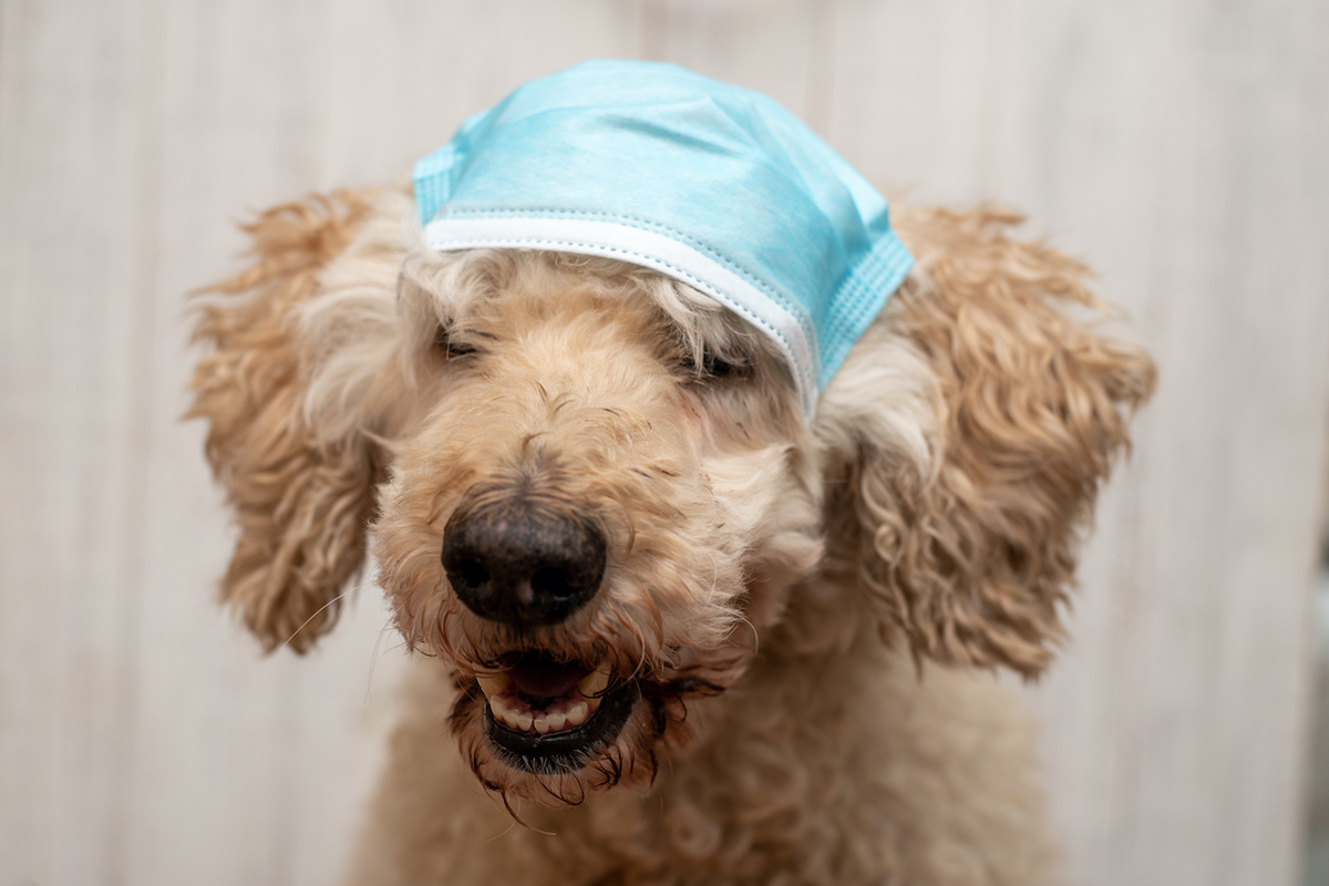 Renforcer les défenses immunitaires de son chat et de son chien : Pourquoi et Comment