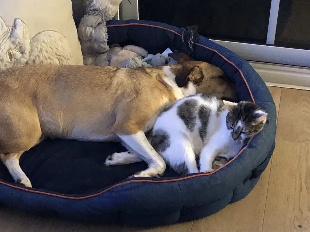 Comme chien et chat&nbsp;! une histoire d&rsquo;amour&nbsp;: t&eacute;moignage