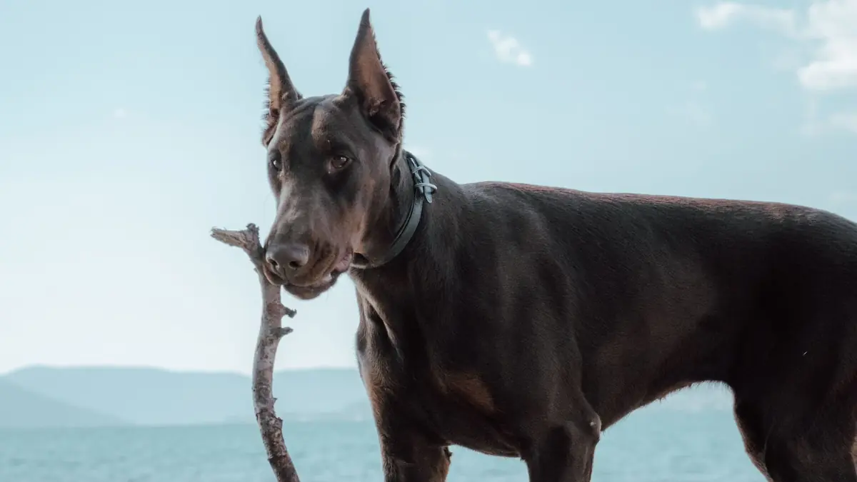 chien dobermann aux oreilles coup&eacute;es
