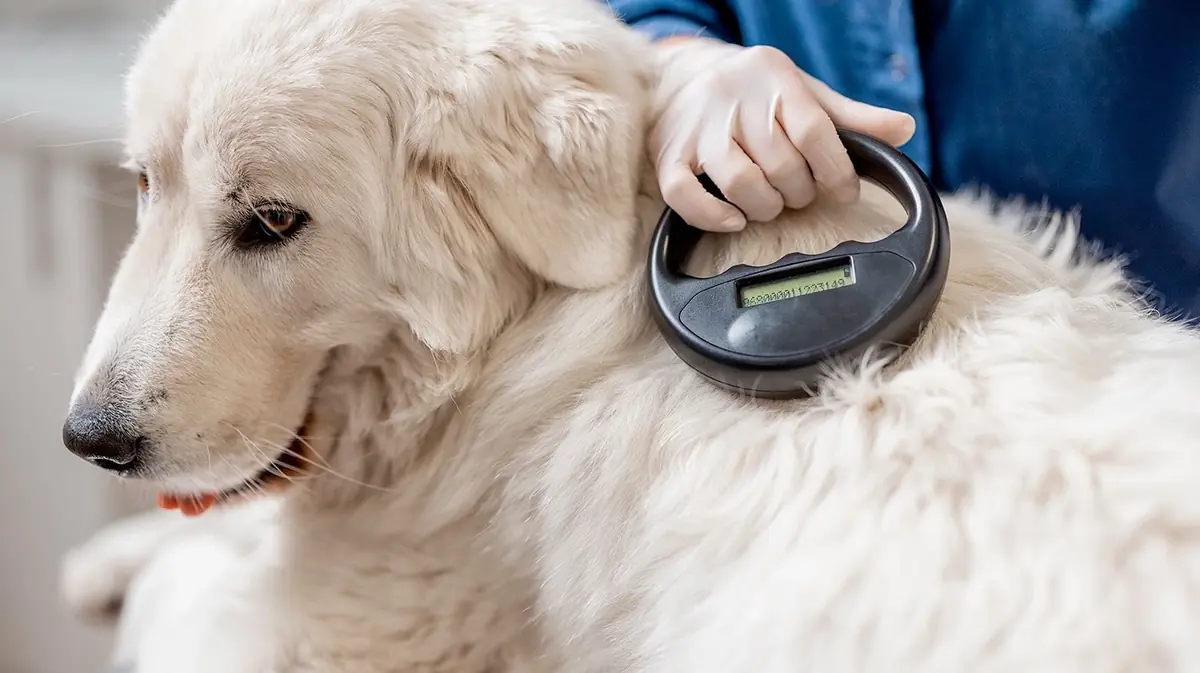 chien identifi&eacute; avec une puce et enregistr&eacute; par le lecteur de puce