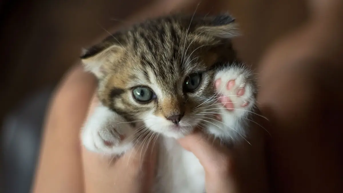 chaton de 2 mois &agrave; l'adoption mais pas encore sevr&eacute; de sa maman