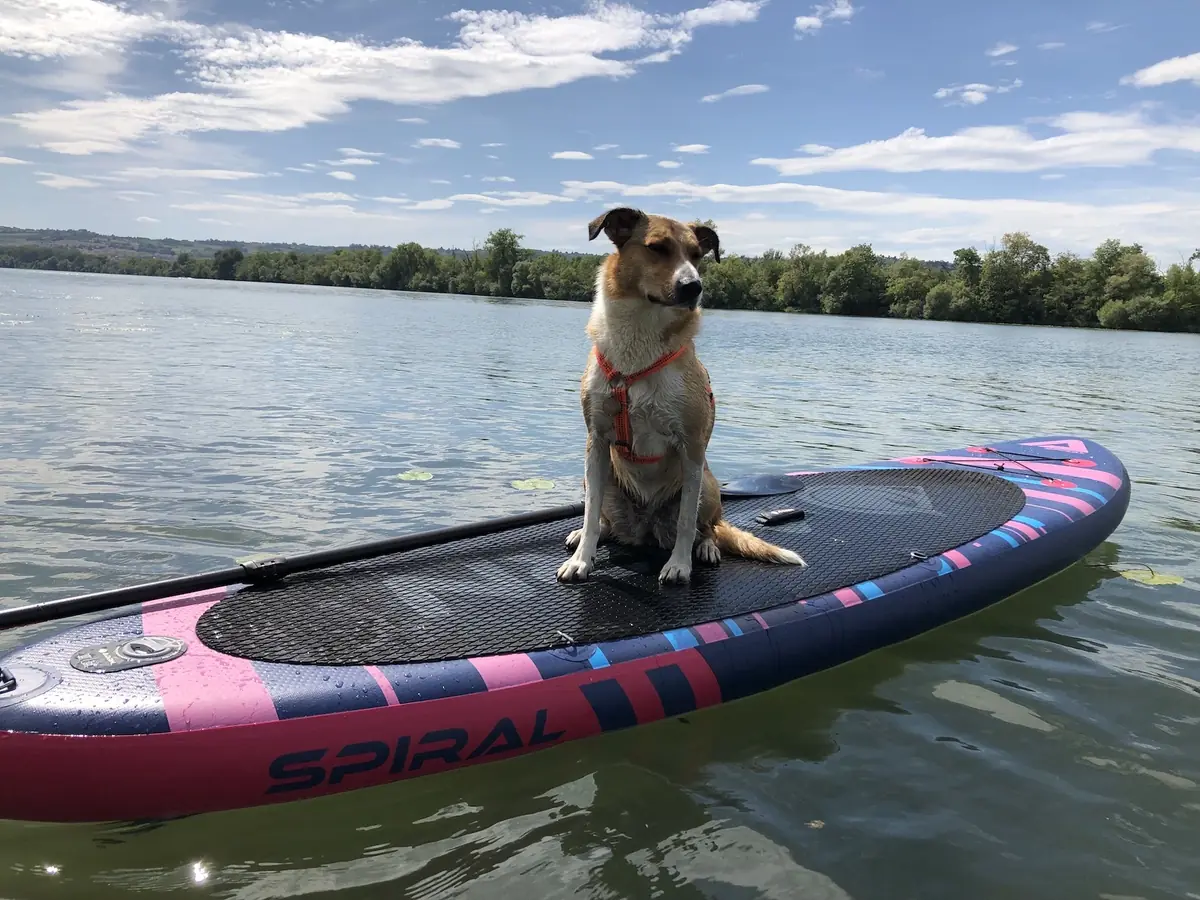 Les bénéfices du stand up paddle avec son chien