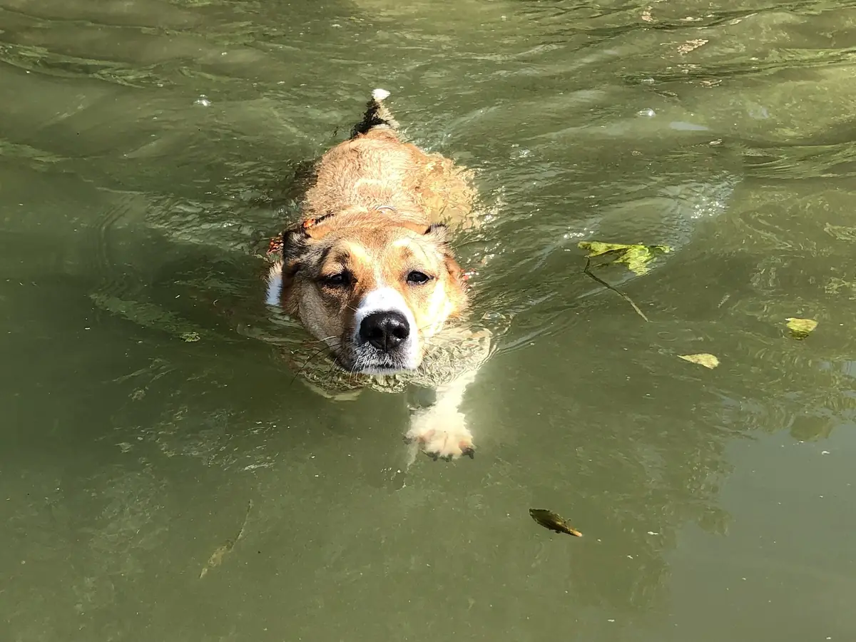 Les bénéfices du stand up paddle avec son chien