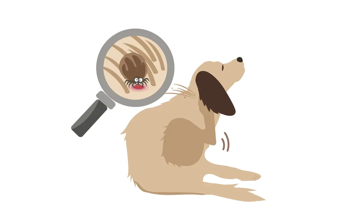 Tout comprendre sur les antiparasitaires pour chiens 