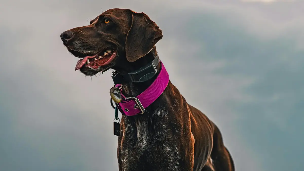 un chien avec un tracker biom&eacute;trique
