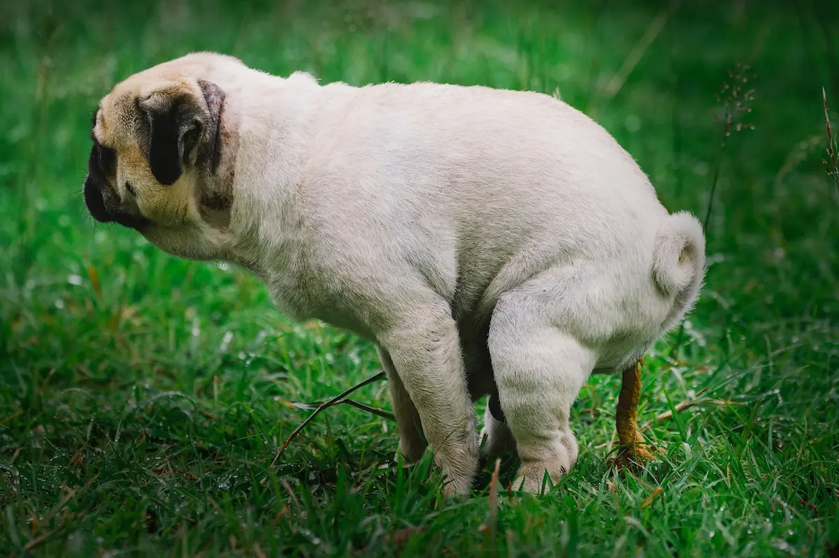 La diarrhée chez le chat et le chien : causes et traitements