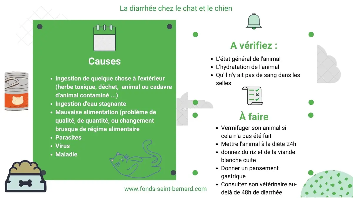 La diarrhée chez le chat et le chien : causes et traitements