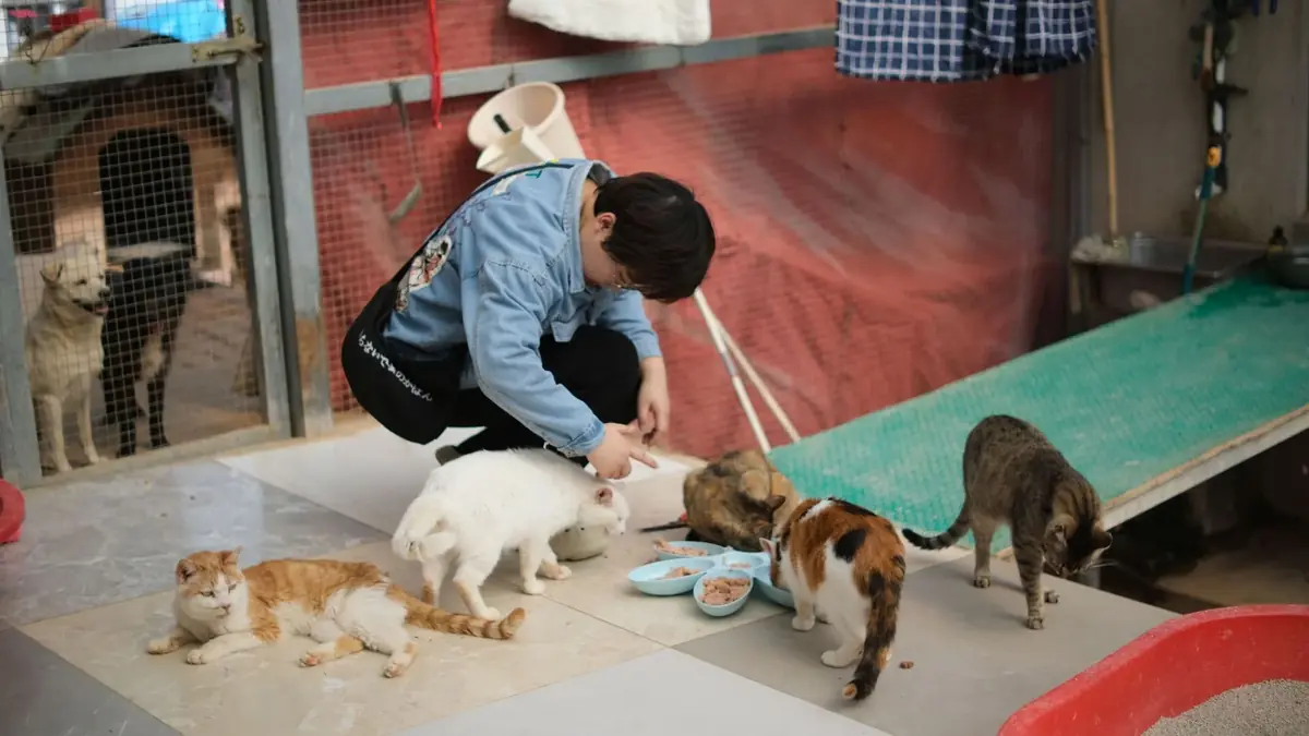 b&eacute;n&eacute;vole qui aide et nourrit les chats et chiens dans le refuge d'une association de protection animale