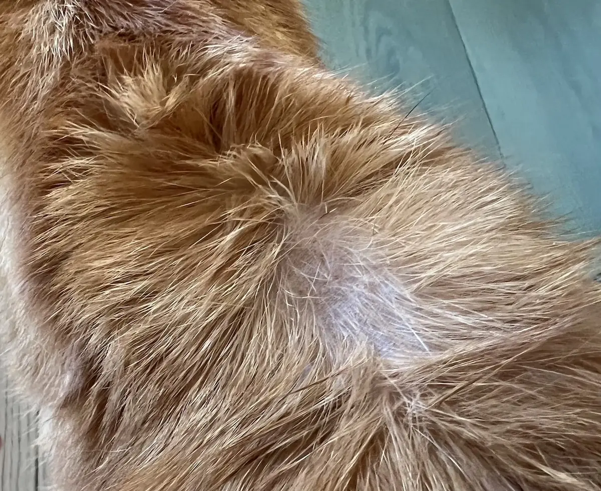 La pelade du chat : comment la reconnaitre et la traiter 