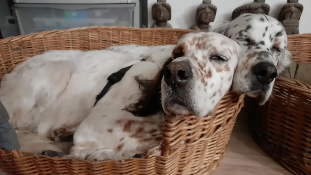 L&rsquo;adoption de Dick & Duck&nbsp;: 2 fr&egrave;res ins&eacute;parables