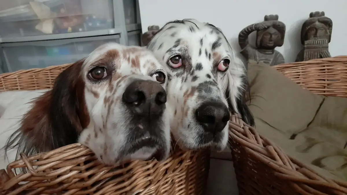 L&rsquo;adoption de Dick & Duck&nbsp;: 2 fr&egrave;res ins&eacute;parables