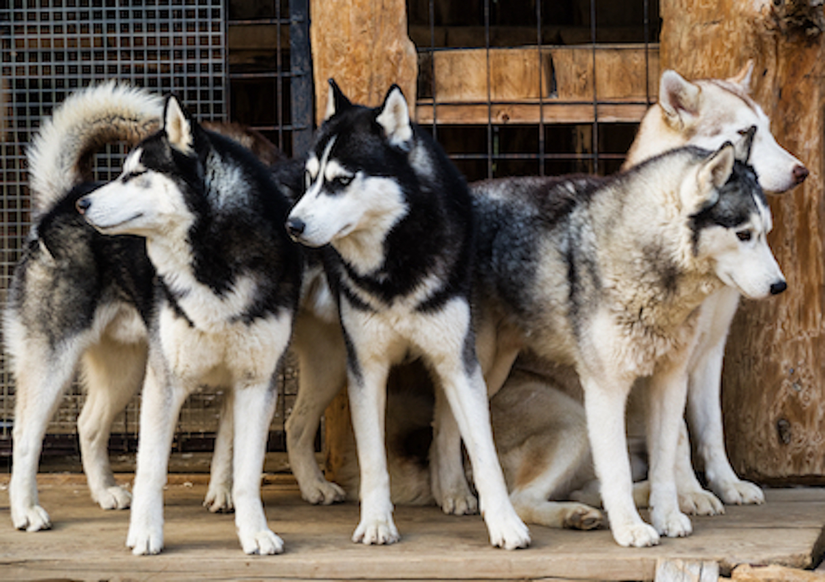 La toux du chenil, pourquoi faut-il vacciner son chien ?