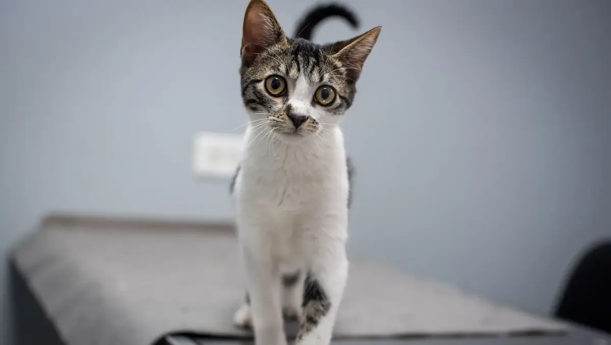 chaton &agrave; adopter apr&egrave;s la hausse des frais chez le v&eacute;t&eacute;rinaire