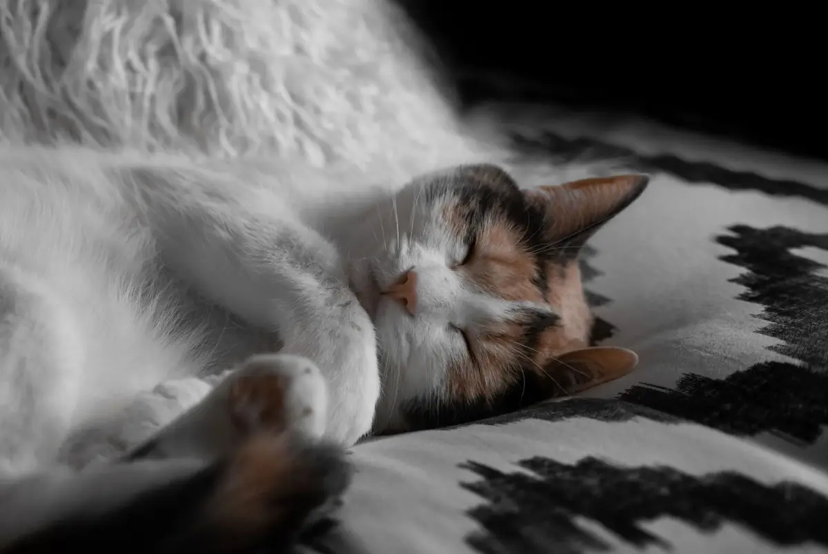 chaton calico sourd et borgne &agrave; adopter en refuge