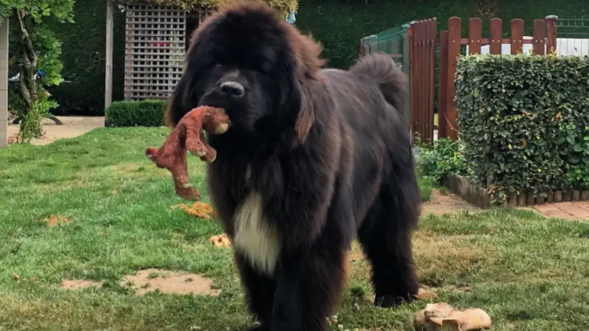 chien terre-neuve avec une peluche dans la gueule