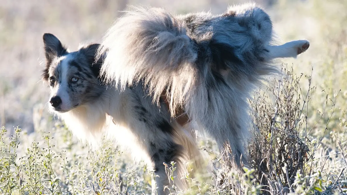 chien qui l&egrave;ve la patte pour uriner