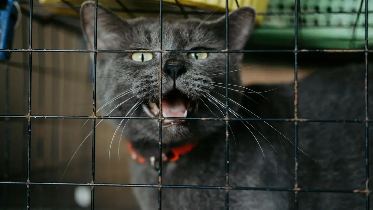 un chat abandonn&eacute; en refuge