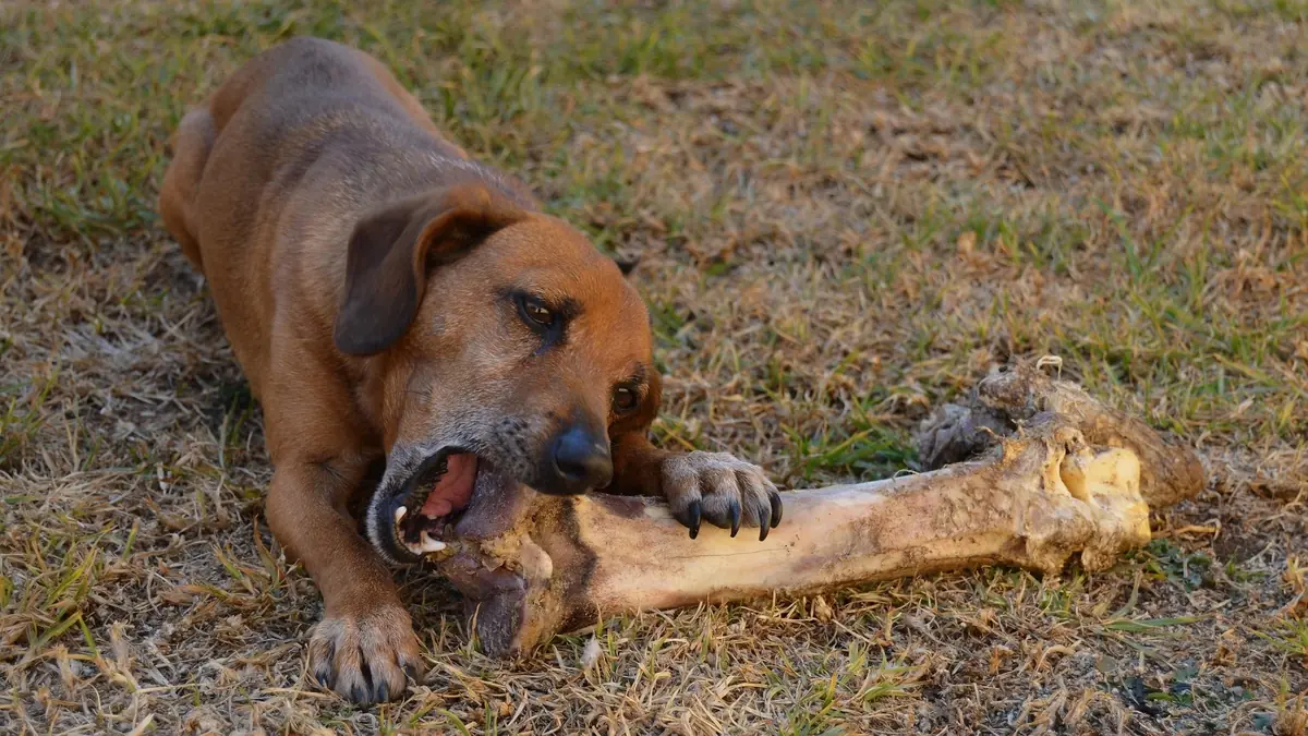 chien qui ronge un gros os