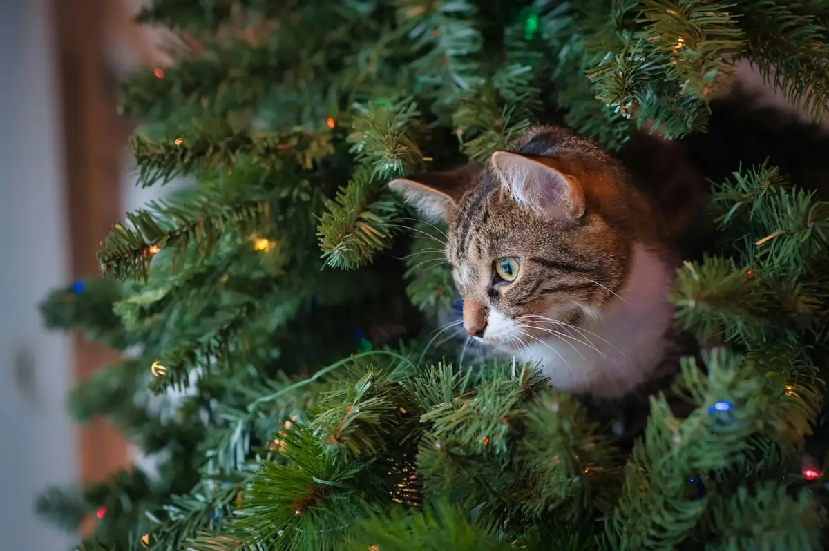 6 astuces simples pour que votre chat ne détruise pas votre sapin