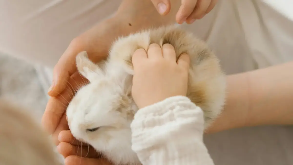 un lapin, un des nouveaux animaux de compagnie (NAC)