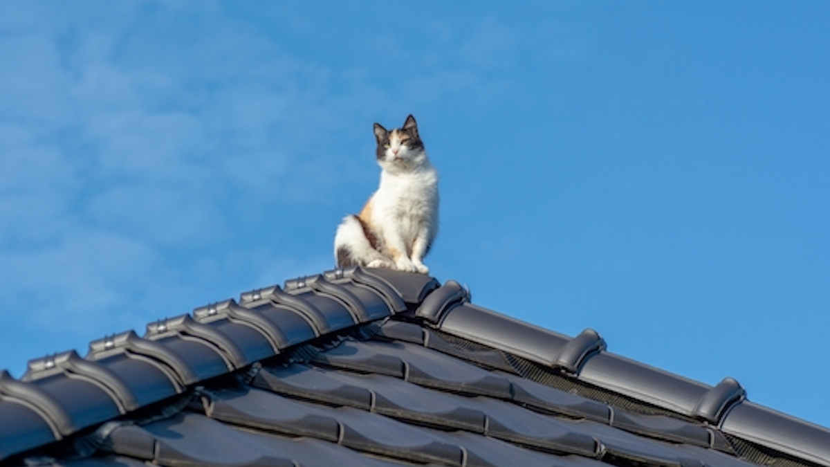 chat adopt&eacute; qui sort &agrave; l'ext&eacute;rieur