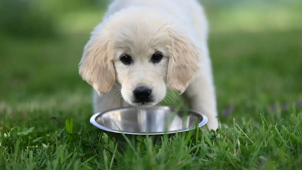 chiot golden devant une gamelle