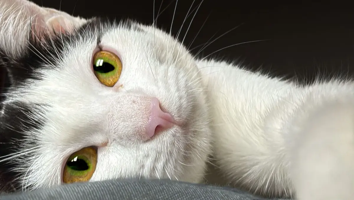 un chat qui n'a pas de probl&egrave;me de rein