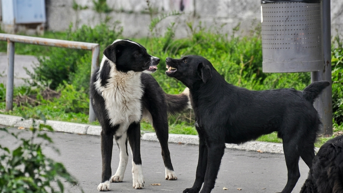 deux chiens qui se bagarrent et vont d&eacute;samorcer le conflit avant la morsure