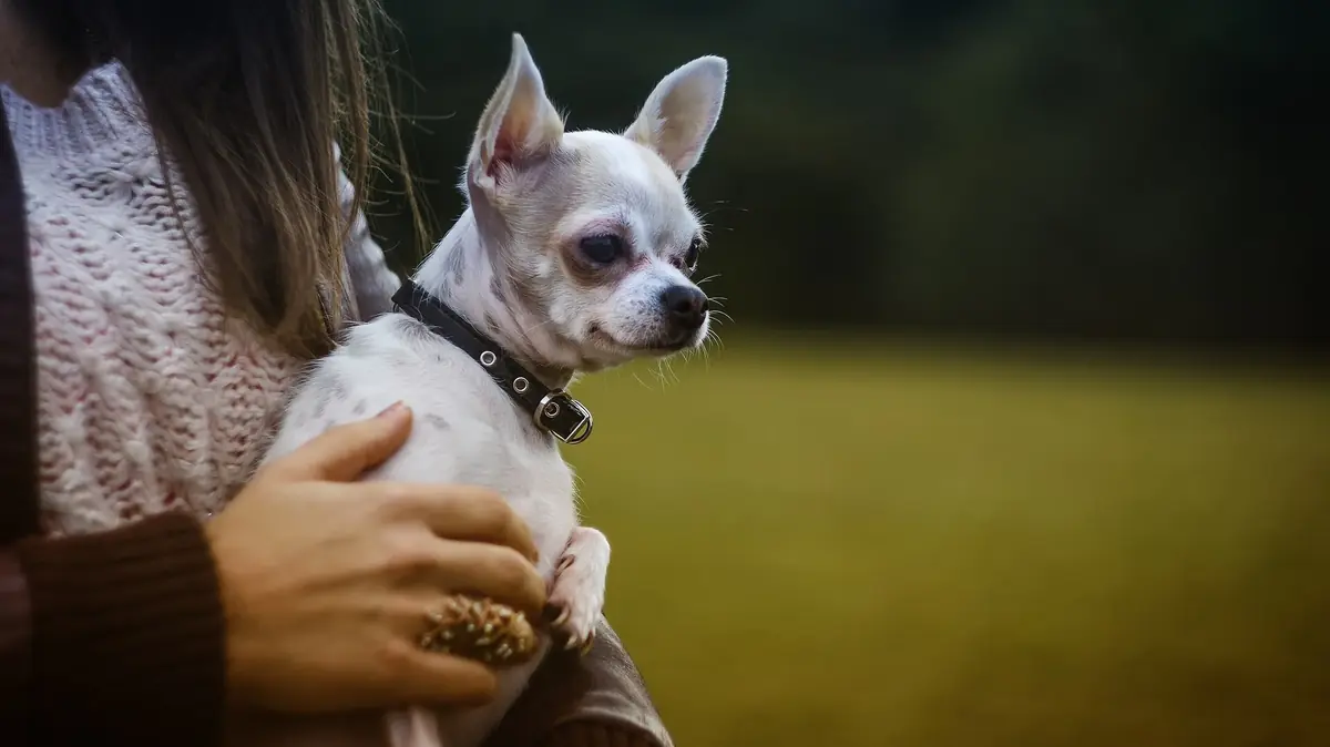 Chiens miniatures&nbsp;: un effet de mode qui met leur sant&eacute; en danger
